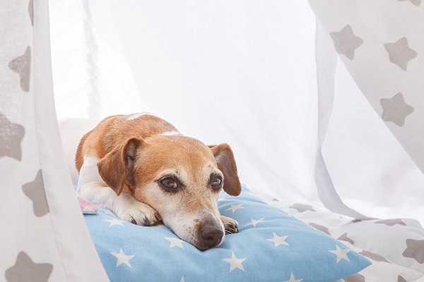 cane che si riposa