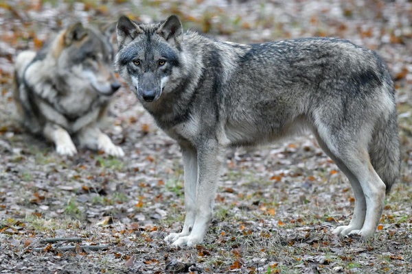 lupi a confronto con i cani