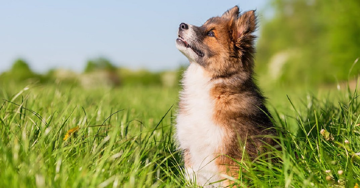 I cani possono percepire gli alieni?