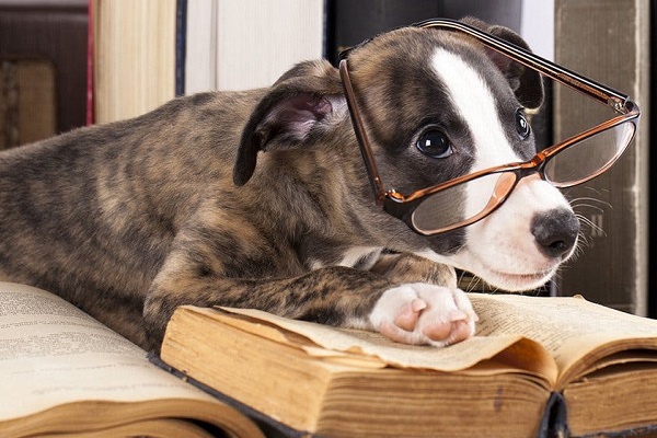 cane con occhiali da vista