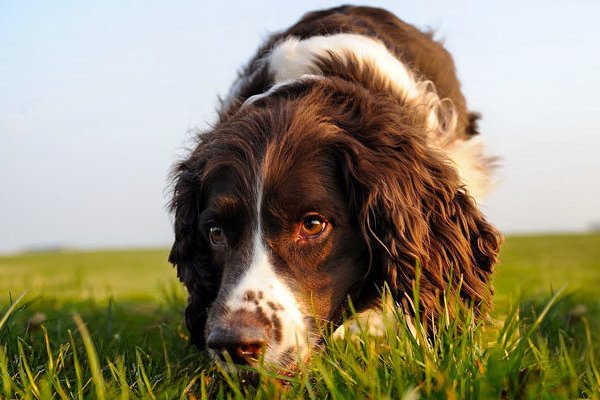 cane che annusa il prato