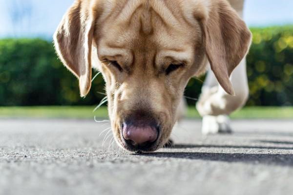 cane sente gli odori per terra