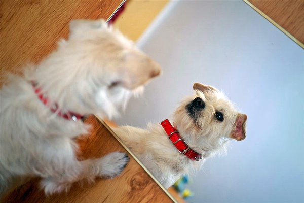 piccolo cane allo specchio