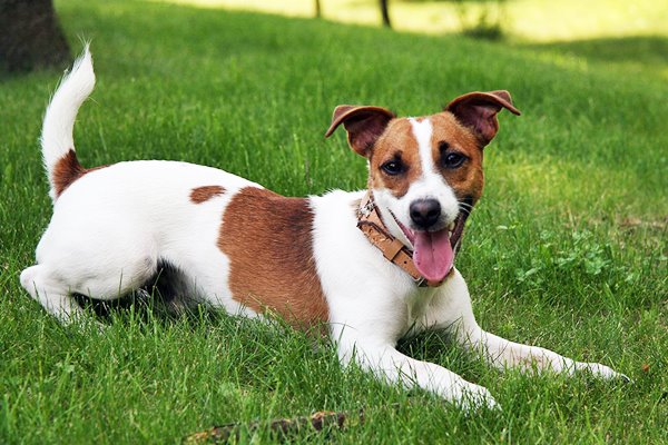 jack russell terrier