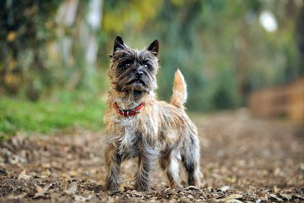 cairn terrier