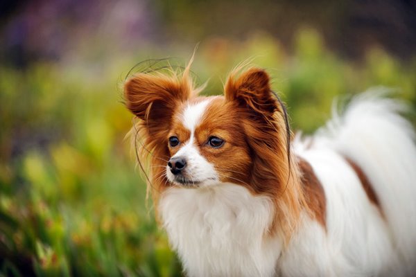 cane papillon