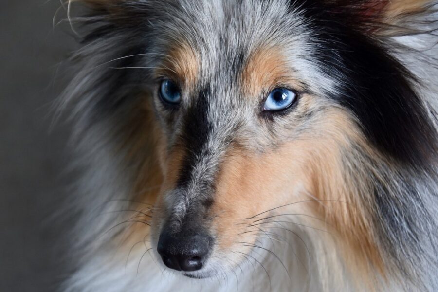 cane con gli occhi azzurri
