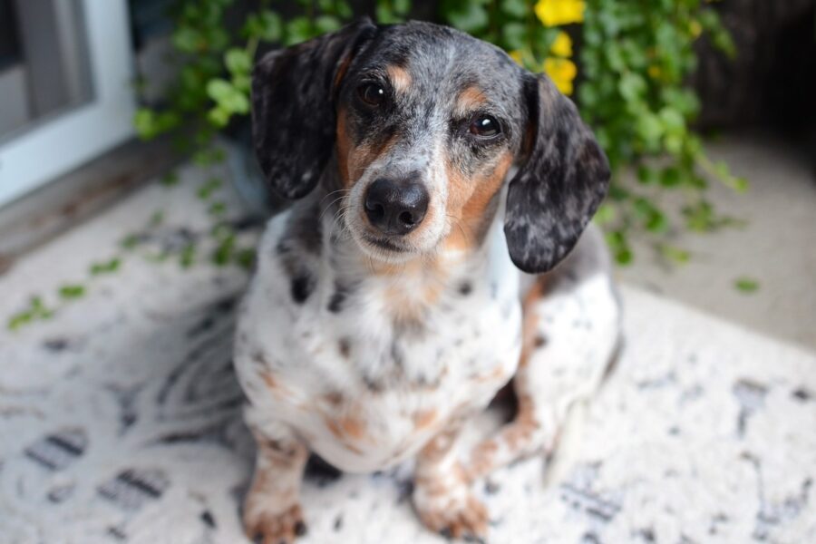 cagnolino in giardino