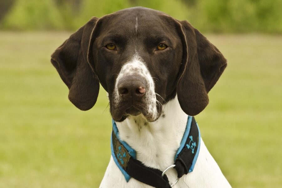 cane bianco e marrone