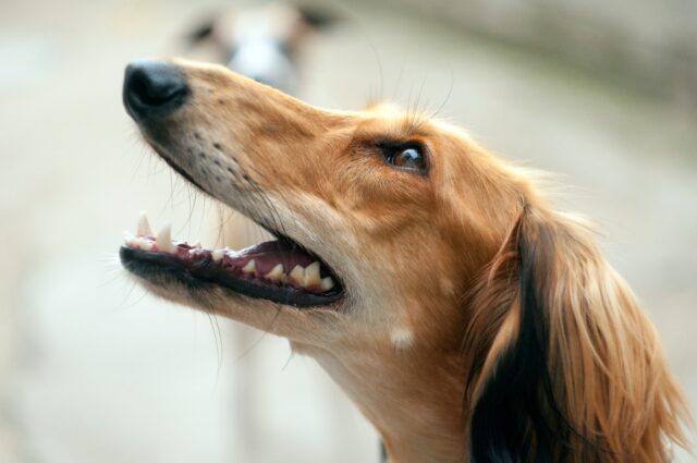 È vero che i cani possono sentire il terremoto?