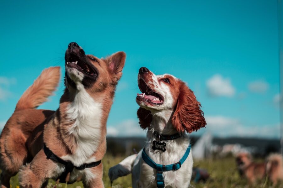 cani guardano in alto