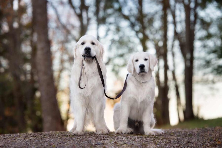 cane tiene il guinzaglio di un altro cane