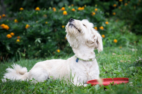 cane bianco