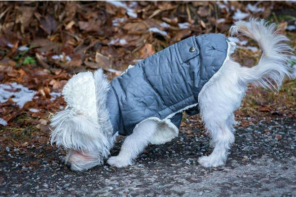 cane che annusa