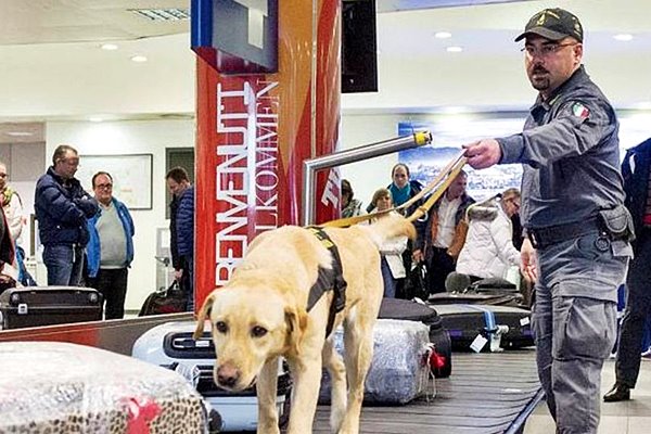 labrador che cerca denaro