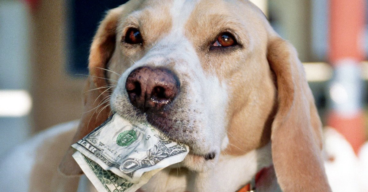 I cani possono sentire l’odore del denaro?