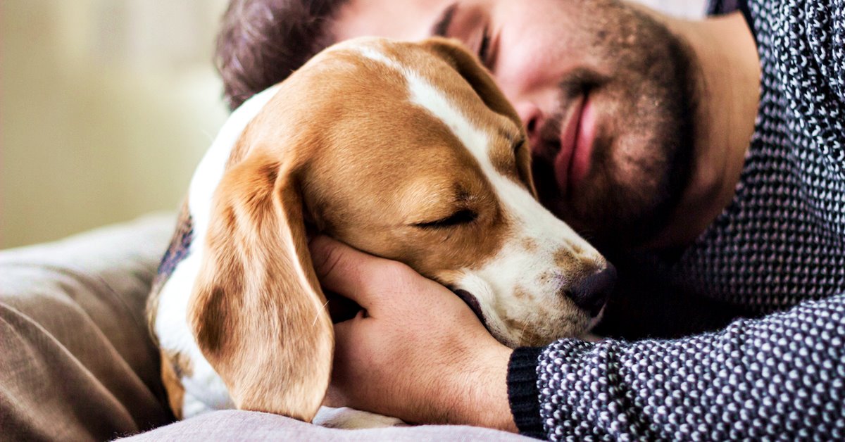 I cani possono sentire l’odore del testosterone?