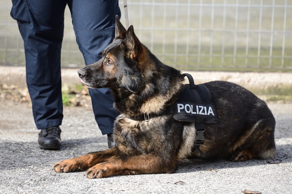 cane poliziotto