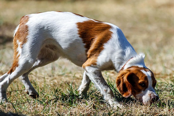 cane che fiuta