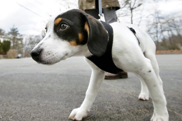 cane insegue l'odore della pipì