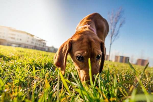 cane che annusa l'erba