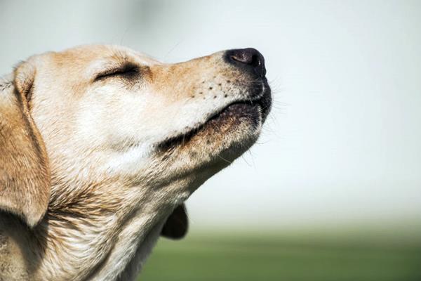 senso dell'olfatto del cane