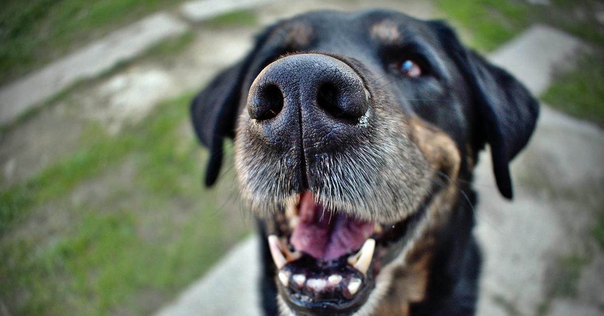 I cani possono sentire l’odore dell’urina umana?