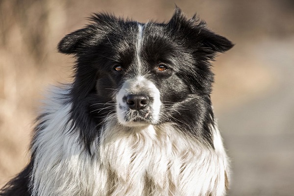 cane bianco e nero