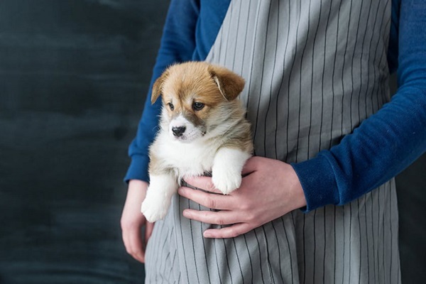 cucciolo dentro marsupio di stoffa