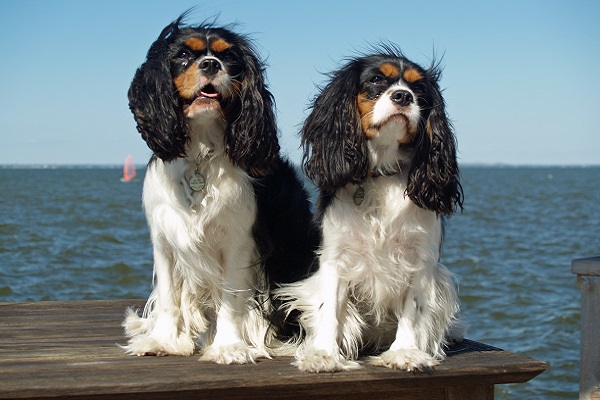 cani king charles cavalier spaniel