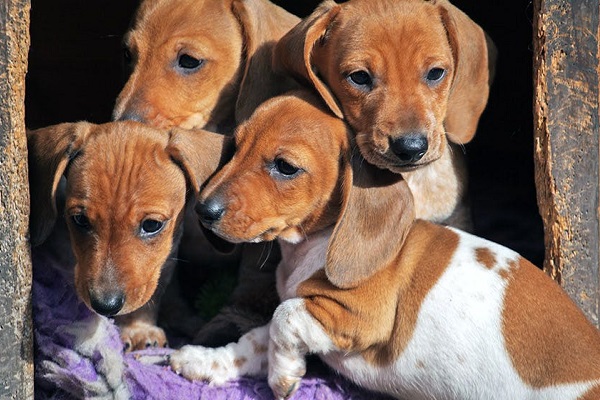 cuccioli di cane in cuccia 