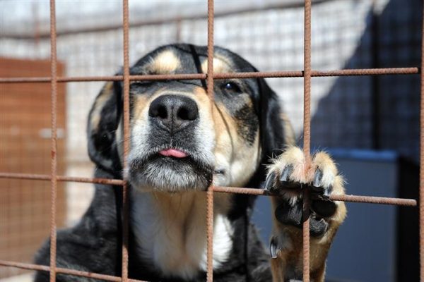 cane in gabbia che soffre