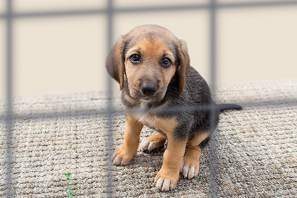 cucciolo di cane in gabbia