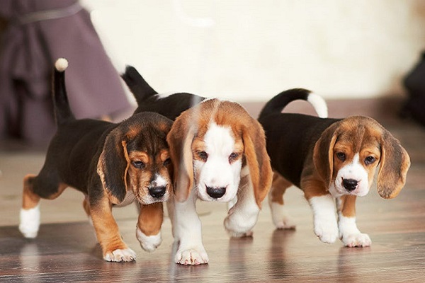 cani beagle piccoli