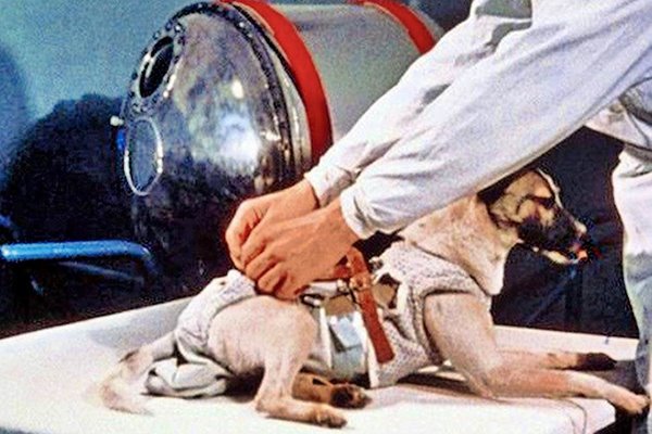 preparazione del cane nello spazio