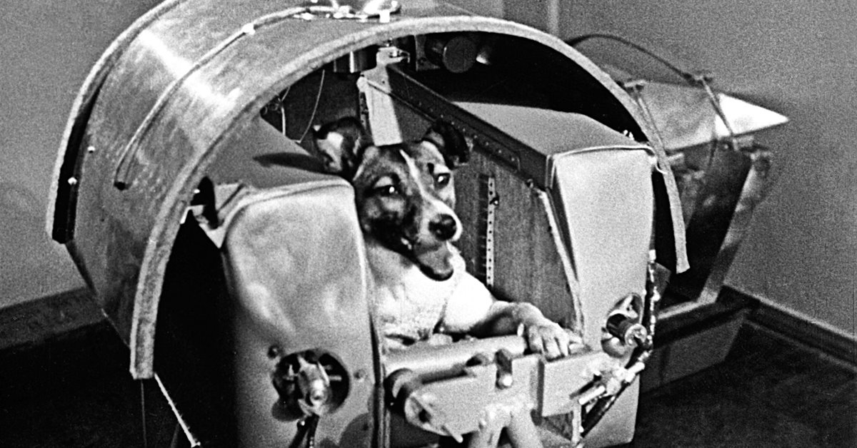 I cani possono vivere nello spazio?