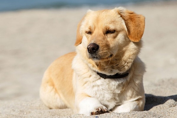 cane in spiaggia 