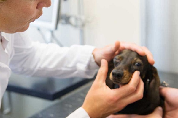 cane bassotto dal veterinario