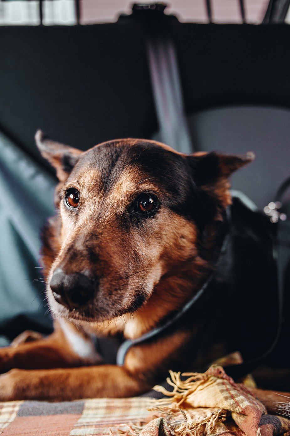 cane non ama musica