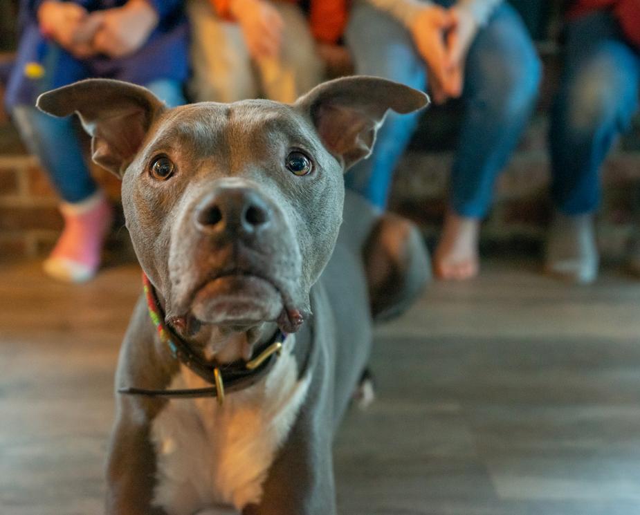 cane ascolta musica