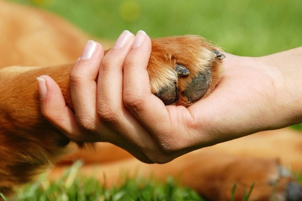 mano umana e zampa di cane