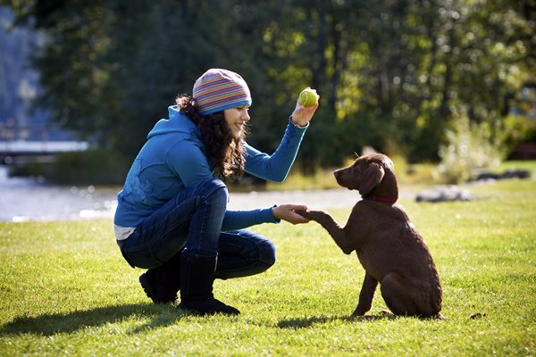 cane gioca con una pallina