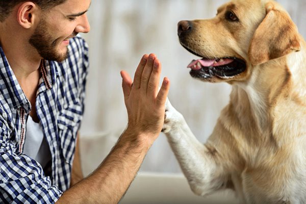 batti cinque con il cane