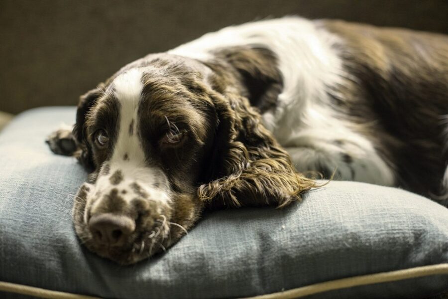 cane sdraiato su cuscino