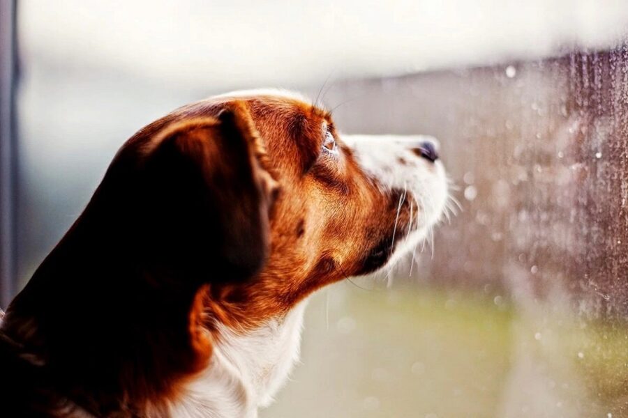 Cane che osserva il cielo