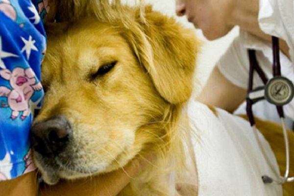 cane vicino alla padrona in ospedale