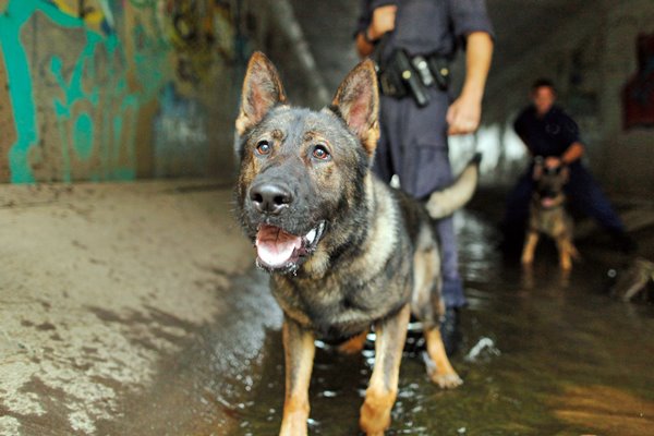 cane sulla scena del crimine