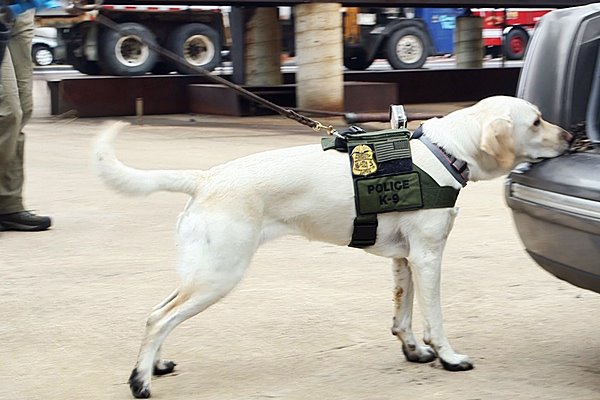 cane ricerca le prove