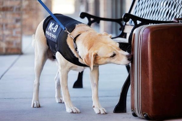 cane annusa una valigia