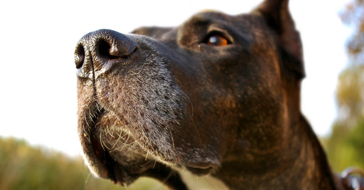 I cani sentono l’odore del sangue? Che cosa provano?